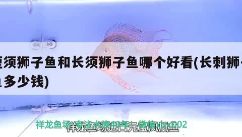 短須獅子魚和長(zhǎng)須獅子魚哪個(gè)好看(長(zhǎng)刺獅子魚多少錢) 觀賞魚