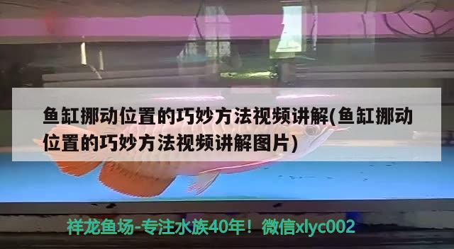 魚缸挪動位置的巧妙方法視頻講解(魚缸挪動位置的巧妙方法視頻講解圖片)