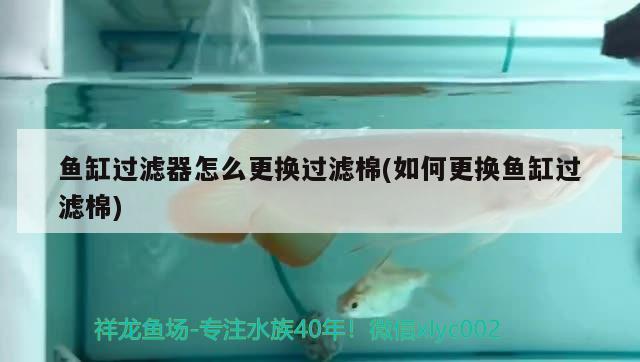 魚缸過濾器怎么更換過濾棉(如何更換魚缸過濾棉)