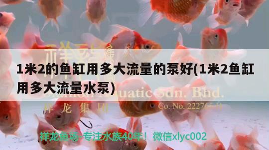 1米2的魚缸用多大流量的泵好(1米2魚缸用多大流量水泵) 祥龍魚場 第2張