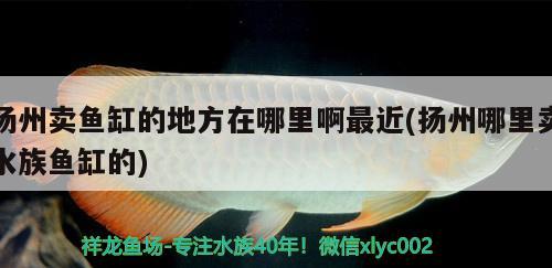 揚(yáng)州賣魚缸的地方在哪里啊最近(揚(yáng)州哪里賣水族魚缸的)