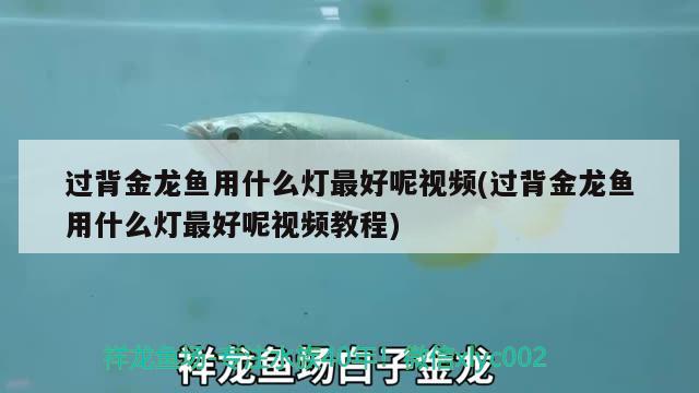 過背金龍魚用什么燈最好呢視頻(過背金龍魚用什么燈最好呢視頻教程) 過背金龍魚