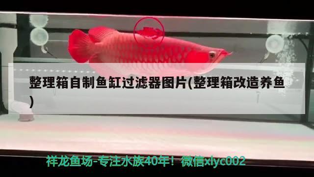 整理箱自制魚缸過濾器圖片(整理箱改造養(yǎng)魚)