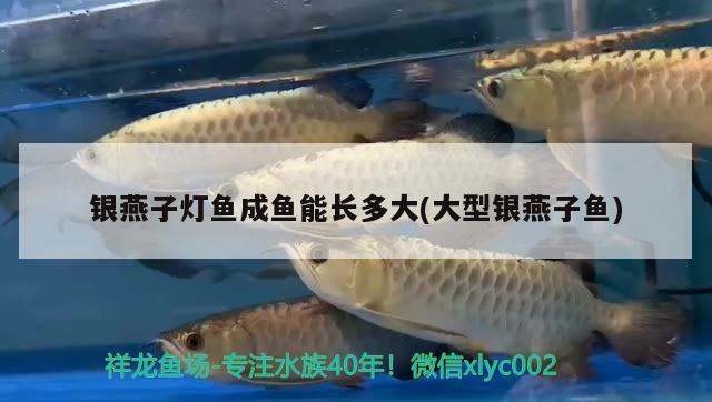 銀燕子燈魚成魚能長多大(大型銀燕子魚)