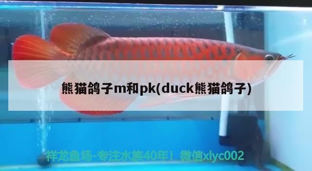 熊貓鴿子m和pk(duck熊貓鴿子) 觀賞魚 第2張