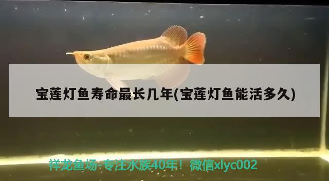 寶蓮燈魚壽命最長幾年(寶蓮燈魚能活多久)