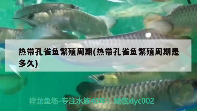 熱帶孔雀魚繁殖周期(熱帶孔雀魚繁殖周期是多久)