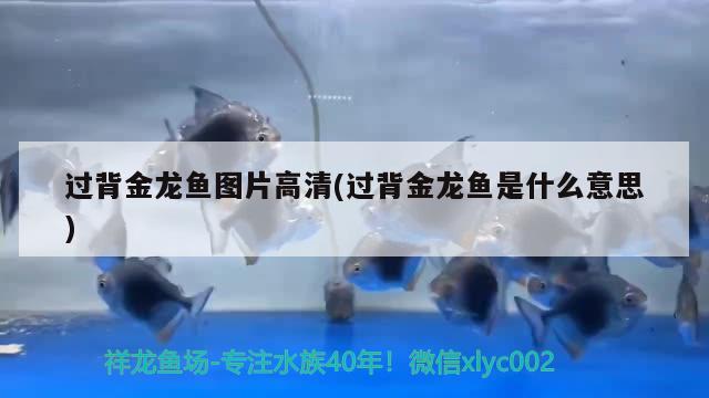 過背金龍魚圖片高清(過背金龍魚是什么意思) 金龍魚百科 第2張