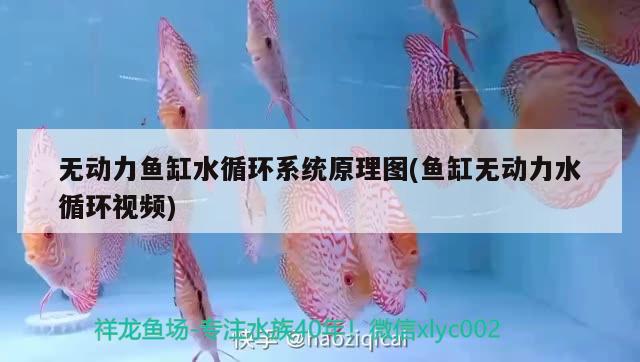 無動力魚缸水循環(huán)系統(tǒng)原理圖(魚缸無動力水循環(huán)視頻)