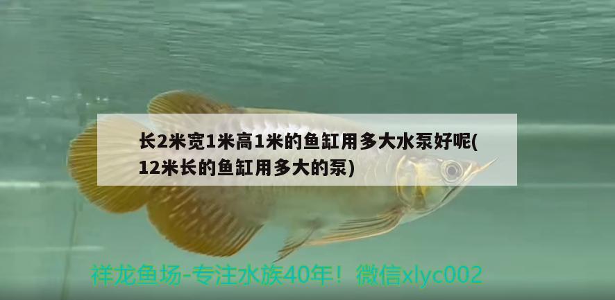 長2米寬1米高1米的魚缸用多大水泵好呢(12米長的魚缸用多大的泵) 野生地圖魚