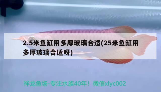 2.5米魚缸用多厚玻璃合適(25米魚缸用多厚玻璃合適呀) 黑桃A魚