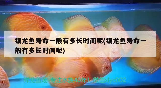 銀龍魚(yú)壽命一般有多長(zhǎng)時(shí)間呢(銀龍魚(yú)壽命一般有多長(zhǎng)時(shí)間呢)