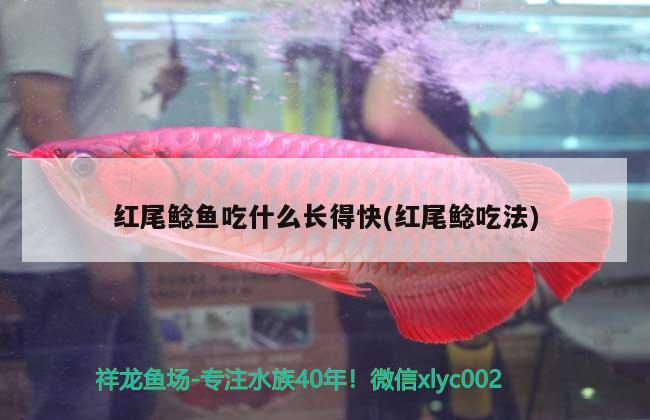 紅尾鯰魚吃什么長得快(紅尾鯰吃法)