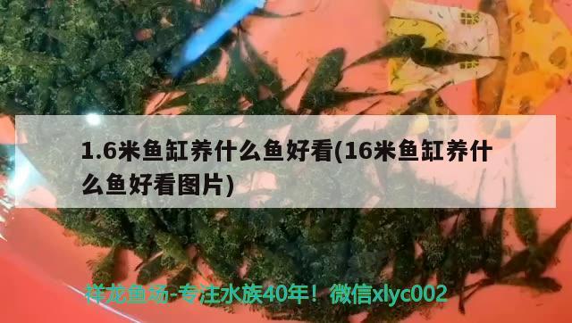 1.6米魚缸養(yǎng)什么魚好看(16米魚缸養(yǎng)什么魚好看圖片)