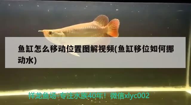 魚(yú)缸怎么移動(dòng)位置圖解視頻(魚(yú)缸移位如何挪動(dòng)水) 玫瑰銀版魚(yú)