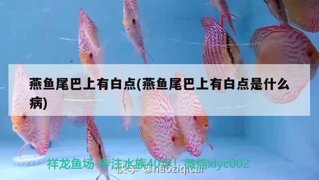 燕魚尾巴上有白點(diǎn)(燕魚尾巴上有白點(diǎn)是什么病) 觀賞魚