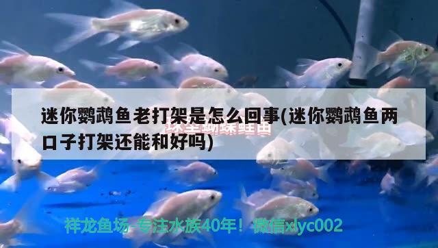 迷你鸚鵡魚老打架是怎么回事(迷你鸚鵡魚兩口子打架還能和好嗎) 鸚鵡魚