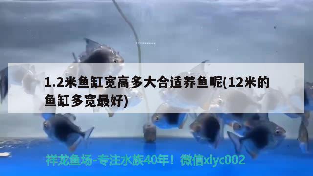 1.2米魚缸寬高多大合適養(yǎng)魚呢(12米的魚缸多寬最好)