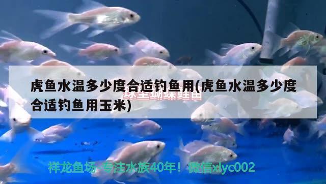 虎魚水溫多少度合適釣魚用(虎魚水溫多少度合適釣魚用玉米)