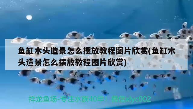 魚缸木頭造景怎么擺放教程圖片欣賞(魚缸木頭造景怎么擺放教程圖片欣賞)