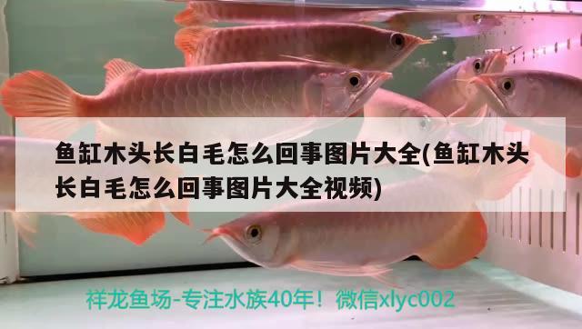 魚缸木頭長(zhǎng)白毛怎么回事圖片大全(魚缸木頭長(zhǎng)白毛怎么回事圖片大全視頻)