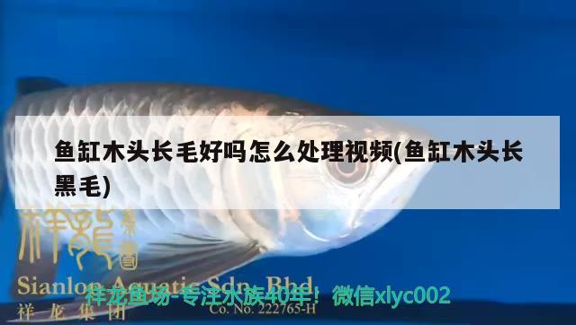 魚缸木頭長(zhǎng)毛好嗎怎么處理視頻(魚缸木頭長(zhǎng)黑毛) 大白鯊魚