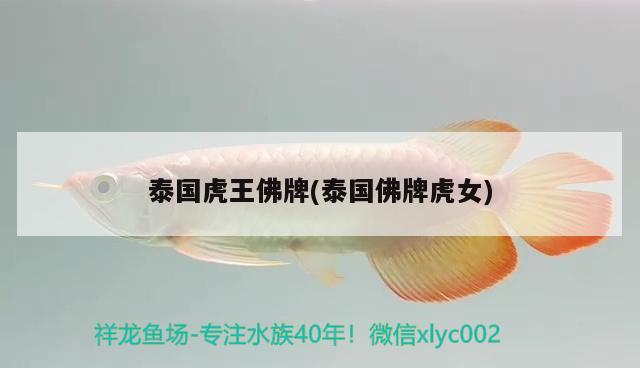 泰國虎王佛牌(泰國佛牌虎女) 觀賞魚