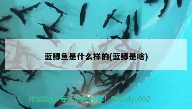 藍(lán)鯽魚(yú)是什么樣的(藍(lán)鯽是啥)