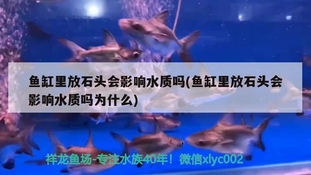 魚缸里放石頭會影響水質(zhì)嗎(魚缸里放石頭會影響水質(zhì)嗎為什么)