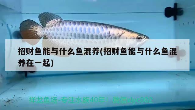 招財(cái)魚能與什么魚混養(yǎng)(招財(cái)魚能與什么魚混養(yǎng)在一起) 觀賞魚