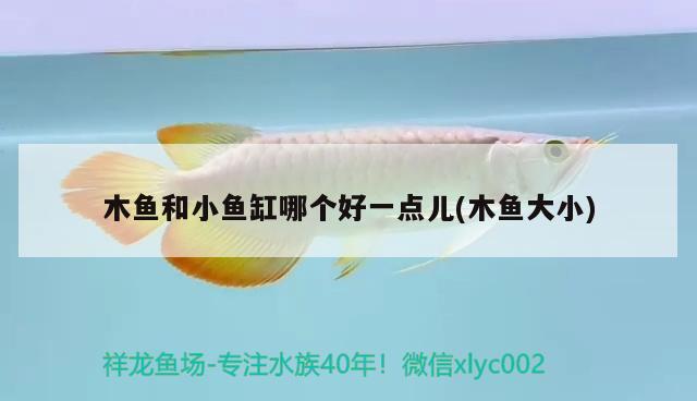 木魚(yú)和小魚(yú)缸哪個(gè)好一點(diǎn)兒(木魚(yú)大小) 豬鼻龜