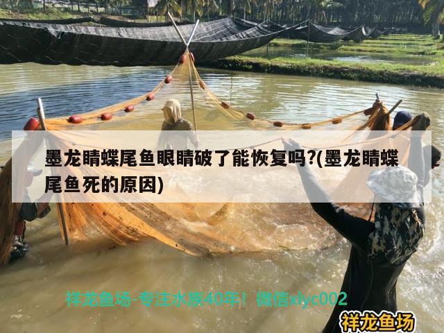 墨龍睛蝶尾魚眼睛破了能恢復(fù)嗎?(墨龍睛蝶尾魚死的原因)