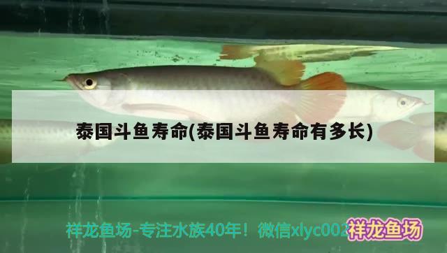 泰國(guó)斗魚壽命(泰國(guó)斗魚壽命有多長(zhǎng)) 泰國(guó)斗魚