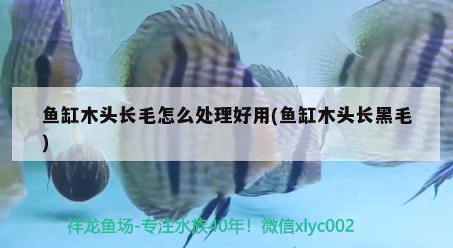 魚(yú)缸木頭長(zhǎng)毛怎么處理好用(魚(yú)缸木頭長(zhǎng)黑毛)