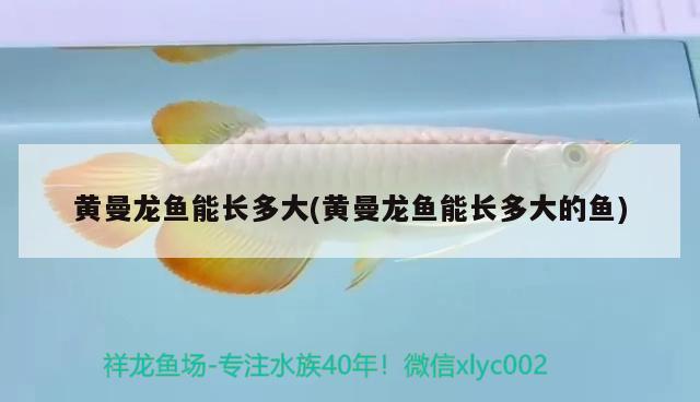 黃曼龍魚能長多大(黃曼龍魚能長多大的魚)