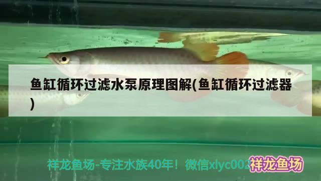 魚缸循環(huán)過濾水泵原理圖解(魚缸循環(huán)過濾器)