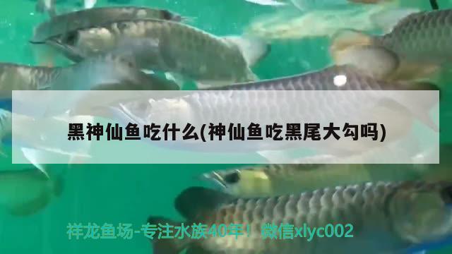 黑神仙魚吃什么(神仙魚吃黑尾大勾嗎) 觀賞魚