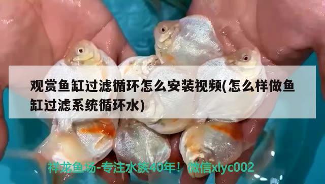 觀賞魚(yú)缸過(guò)濾循環(huán)怎么安裝視頻(怎么樣做魚(yú)缸過(guò)濾系統(tǒng)循環(huán)水)