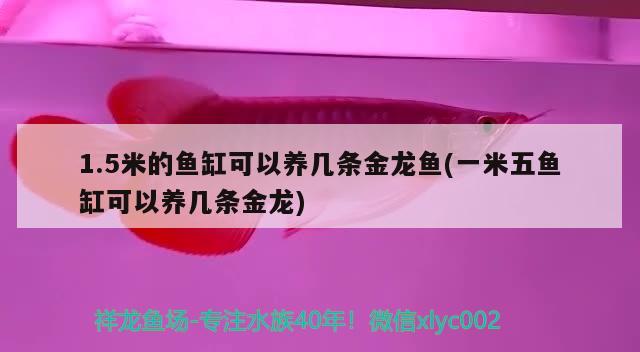 1.5米的魚缸可以養(yǎng)幾條金龍魚(一米五魚缸可以養(yǎng)幾條金龍)