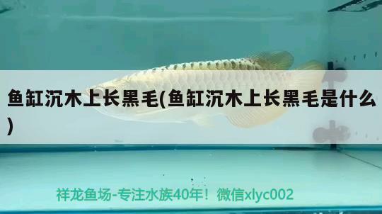 魚缸沉木上長黑毛(魚缸沉木上長黑毛是什么) 球鯊魚