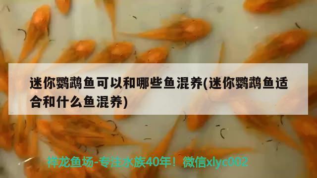 迷你鸚鵡魚可以和哪些魚混養(yǎng)(迷你鸚鵡魚適合和什么魚混養(yǎng))