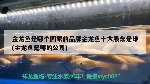 金龍魚(yú)是哪個(gè)國(guó)家的品牌金龍魚(yú)十大股東是誰(shuí)(金龍魚(yú)是哪的公司)