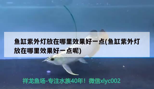 魚缸紫外燈放在哪里效果好一點(魚缸紫外燈放在哪里效果好一點呢)