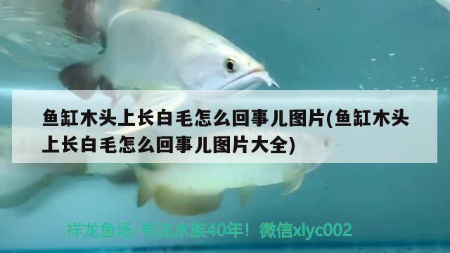 魚缸木頭上長白毛怎么回事兒圖片(魚缸木頭上長白毛怎么回事兒圖片大全) 非洲象鼻魚