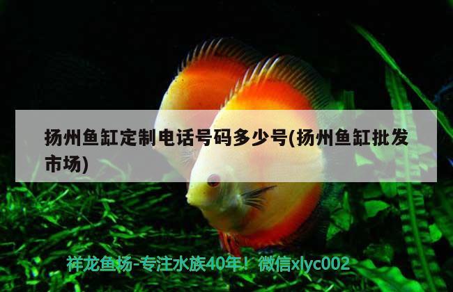 揚(yáng)州魚(yú)缸定制電話號(hào)碼多少號(hào)(揚(yáng)州魚(yú)缸批發(fā)市場(chǎng))