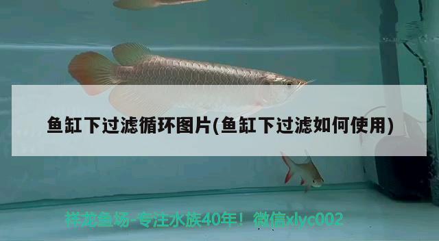 魚(yú)缸下過(guò)濾循環(huán)圖片(魚(yú)缸下過(guò)濾如何使用) 黃金貓魚(yú)百科