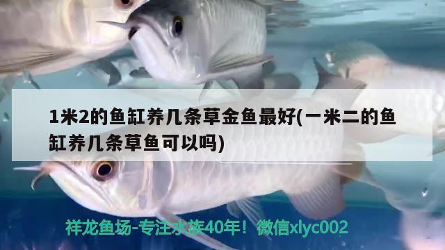 1米2的魚缸養(yǎng)幾條草金魚最好(一米二的魚缸養(yǎng)幾條草魚可以嗎) 森森魚缸