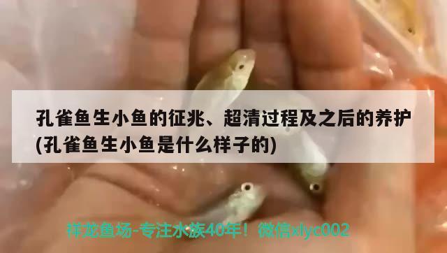 孔雀魚生小魚的征兆、超清過程及之后的養(yǎng)護(hù)(孔雀魚生小魚是什么樣子的) 觀賞魚