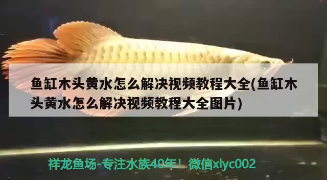 魚缸木頭黃水怎么解決視頻教程大全(魚缸木頭黃水怎么解決視頻教程大全圖片) 觀賞魚魚苗