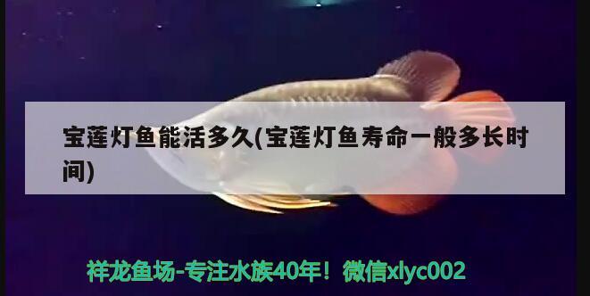 寶蓮燈魚能活多久(寶蓮燈魚壽命一般多長時間) 觀賞魚